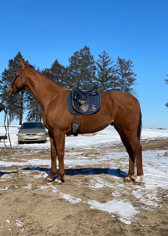 Sweet Platinum dressage saddle