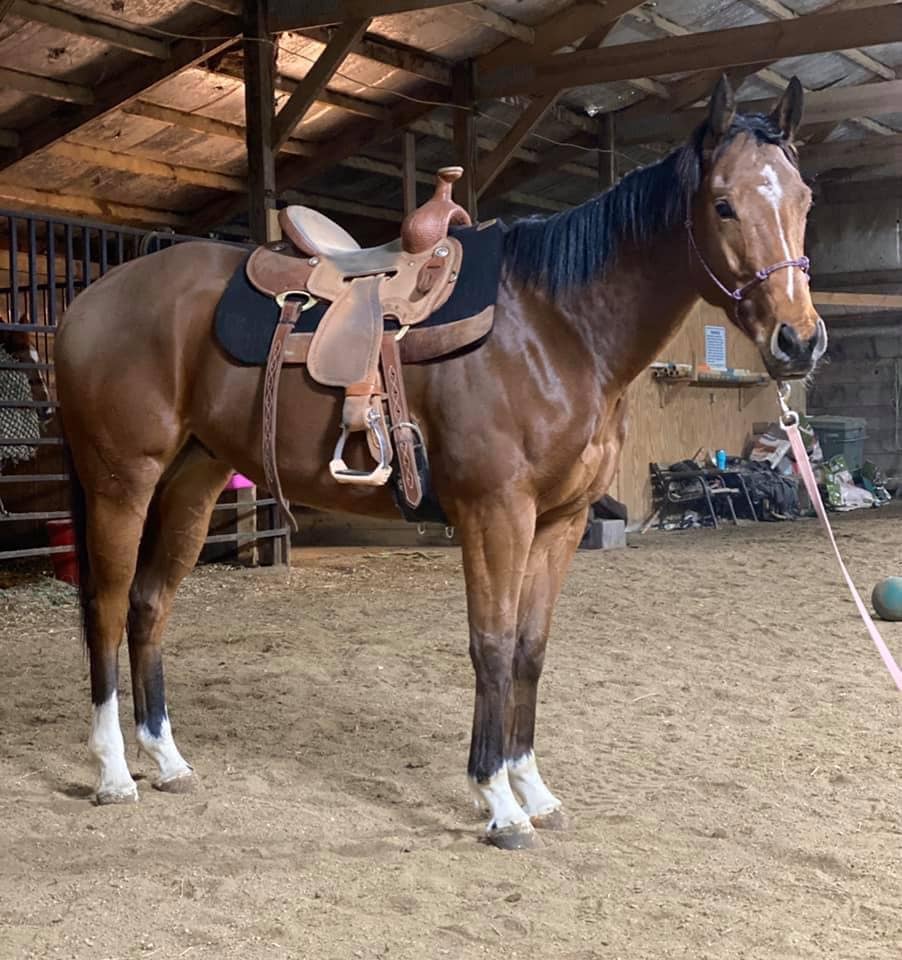 Too Many Shoes in western saddle