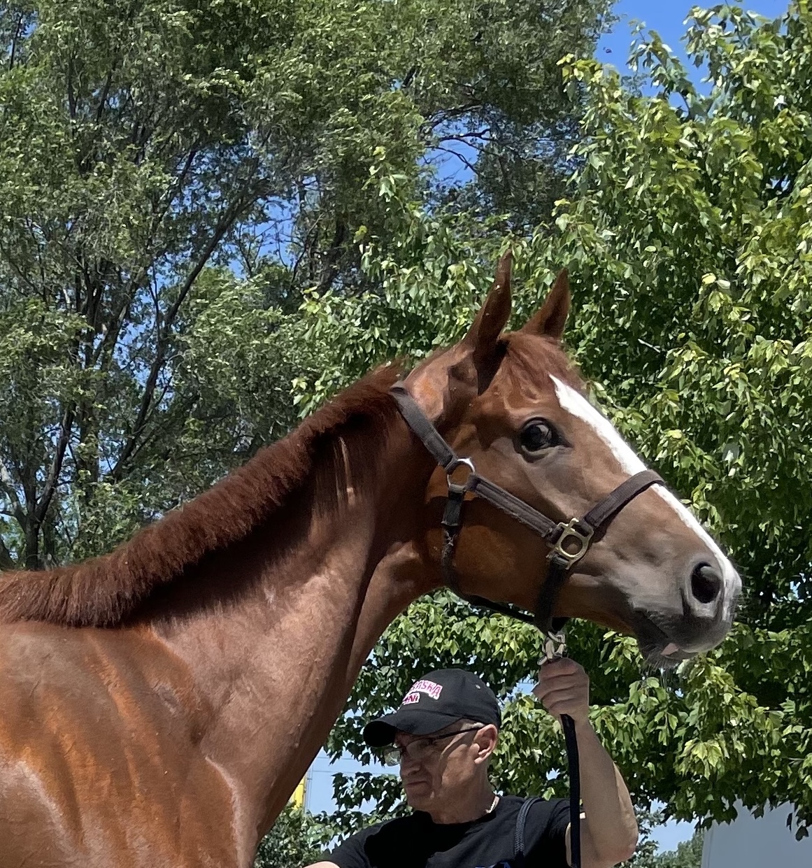 Storm The Field head-neck