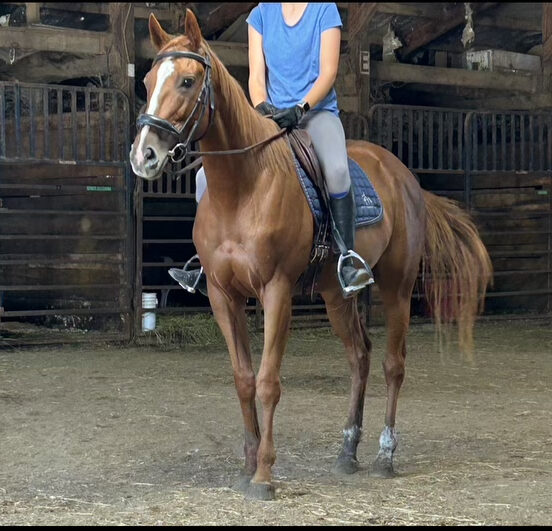 Miss Alpha Bella under saddle