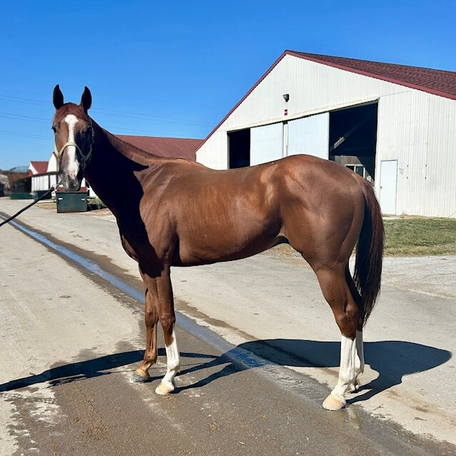 An Adoptable chestnut gelding available through Hope After Racing Thoroughbreds