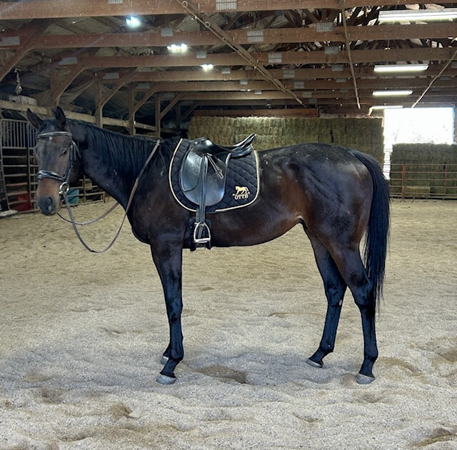 Adoptable Bay Mare - available through Hope After Racing Thoroughbreds