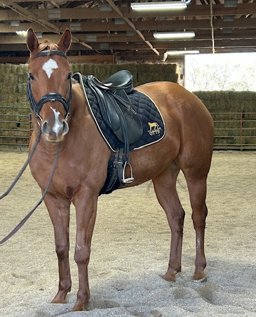 Chestnut Mare, Adoptable OTTB - Hope After Racing Thoroughbreds