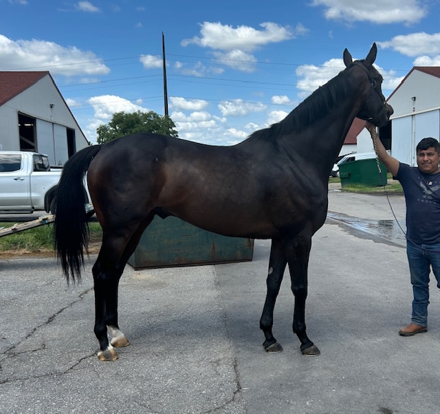 Dark bay thoroughbred gelding