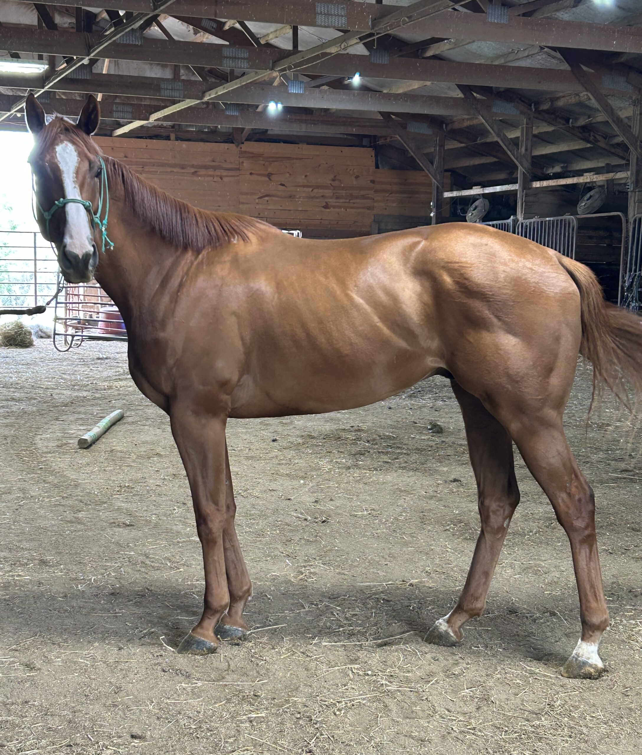 Hope After Racing Thoroughbreds - Chestnut Gelding