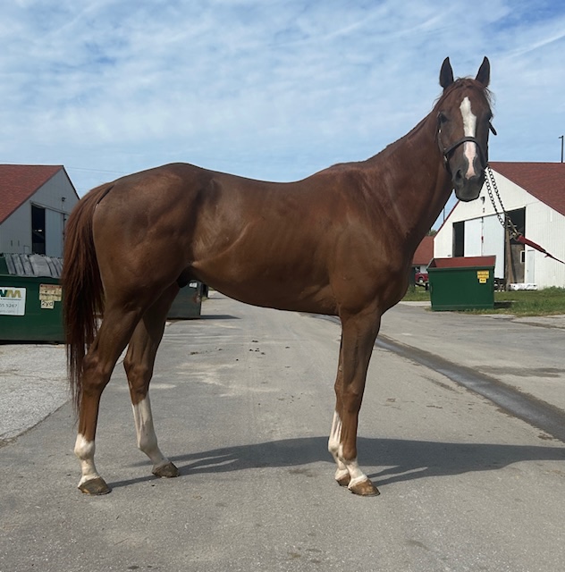 Chestnut OTTB - adoptable gelding; Hope After Racing Thoroughbreds