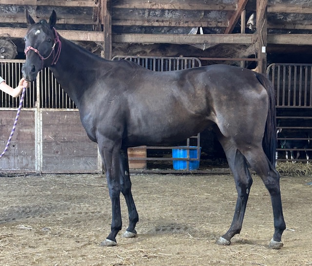 Dark Bay OTTB Mare - Adoptable through Hope After Racing Thoroughbreds