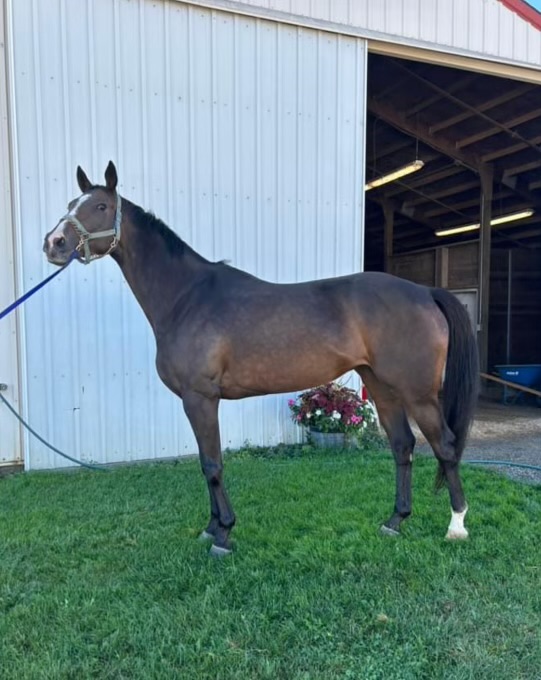 Bay Thoroughbred Mare